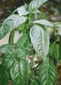 緑色 観賞植物 バジル 緑豊かな観葉植物, Ocimum basilicum フォト, 栽培 と 説明, 特性 と 成長