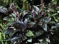tamno-zelena Ukrasne Biljke Bosiljak ukrasno lisnata, Ocimum basilicum Foto, uzgajanje i opis, karakteristike i uzgoj