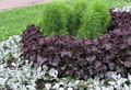 burgundy,claret Beef steak Plant leafy ornamentals, Perilla Photo, cultivation and description, characteristics and growing