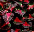 разноцветный Декоративные Растения Перилла декоративно-лиственные, Perilla Фото, культивация и описание, характеристика и выращивание