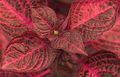 Foto Bloodleaf, Vistas Guza Lapu Dekoratīvie Augi apraksts, raksturlielumi un augošs