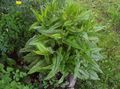 green Ornamental Plants Bloody Dock, Red-veined Dock, Bloodwort leafy ornamentals, Rumex sanguineus Photo, cultivation and description, characteristics and growing