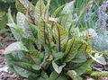 multicolor Ornamental Plants Bloody Dock, Red-veined Dock, Bloodwort leafy ornamentals, Rumex sanguineus Photo, cultivation and description, characteristics and growing