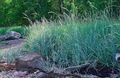 Bilde Blå Lyme Gress, Sand Rug Gress Frokostblandinger beskrivelse, kjennetegn og voksende