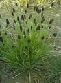 green Ornamental Plants Blue Moor-grass cereals, Sesleria Photo, cultivation and description, characteristics and growing