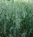 green Ornamental Plants Bristle oat cereals, Avena strigosa Photo, cultivation and description, characteristics and growing