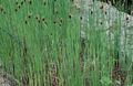 緑色 観賞植物 広葉樹ガマ、ホタルイ、コサックアスパラガス、フラグ、リードメース、ドワーフガマ、優雅なガマ 水生植物, Typha フォト, 栽培 と 説明, 特性 と 成長