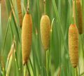 green Ornamental Plants Broadleaf Cattail, Bulrush, Cossack Asparagus, Flags, Reed Mace, Dwarf Cattail, Graceful Cattail aquatic plants, Typha Photo, cultivation and description, characteristics and growing