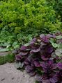 burgunder, claret Prydplanter Bugle, Bugleweed, Teppe Bugle grønne pryd, Ajuga Bilde, dyrking og beskrivelse, kjennetegn og voksende
