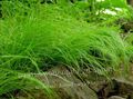 Photo Carex, Sedge Cereals description, characteristics and growing
