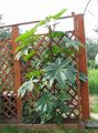 green Castor Bean, Caster Oil Plant, Mole Bean, Higuera Infernal leafy ornamentals, Ricinus Photo, cultivation and description, characteristics and growing