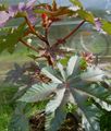 フォト トウゴマ、ヒマシ油植物、モル豆、地獄イゲラ 緑豊かな観葉植物 説明, 特性 と 成長