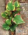 çok renkli Bukalemun Bitki yapraklı süs, Houttuynia fotoğraf, yetiştirme ve tanım, özellikleri ve büyüyen