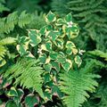 daudzkrāsains Hameleons Augs lapu dekoratīvie augi, Houttuynia Foto, audzēšana un apraksts, raksturlielumi un augošs