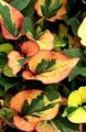 zaļš Hameleons Augs lapu dekoratīvie augi, Houttuynia Foto, audzēšana un apraksts, raksturlielumi un augošs