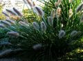green Ornamental Plants Chinese fountain grass, Pennisetum cereals Photo, cultivation and description, characteristics and growing