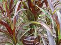 burgundy,claret Ornamental Plants Chinese fountain grass, Pennisetum cereals Photo, cultivation and description, characteristics and growing