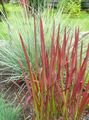 foto Cogon Gras, Satintail, Japanse Bloed Gras Granen beschrijving, karakteristieken en groeiend