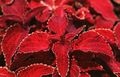 red Ornamental Plants Coleus, Flame Nettle, Painted Nettle leafy ornamentals Photo, cultivation and description, characteristics and growing
