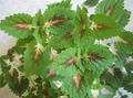 green Ornamental Plants Coleus, Flame Nettle, Painted Nettle leafy ornamentals Photo, cultivation and description, characteristics and growing