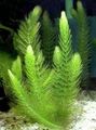 зелен Украсне Биљке Цоонтаил, Хорнворт водена, Ceratophyllum фотографија, култивација и опис, карактеристике и растуће