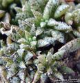 ljus-grön Dekorativa Växter Crassula suckulenter Fil, uppodling och beskrivning, egenskaper och odling