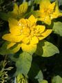 フォト クッショントウダイグサ 緑豊かな観葉植物 説明, 特性 と 成長