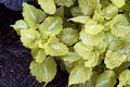 Bilde Døde Nesle, Flekket Døde Brennesle Grønne Pryd beskrivelse, kjennetegn og voksende