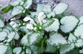 white Ornamental Plants Dead nettle, Spotted Dead Nettle leafy ornamentals, Lamium-maculatum Photo, cultivation and description, characteristics and growing