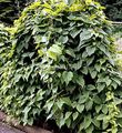 フォト ヤマノイモ属Caucasica 緑豊かな観葉植物 説明, 特性 と 成長