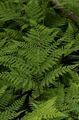 green Ornamental Plants Diplazium sibiricum ferns Photo, cultivation and description, characteristics and growing