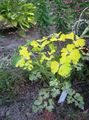 フォト ダブルオダマキ 緑豊かな観葉植物 説明, 特性 と 成長