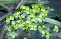 light green Ornamental Plants Duckweed aquatic plants, Lemna Photo, cultivation and description, characteristics and growing