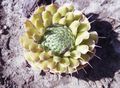 Foto Muļķis Cepures Lapu Dekoratīvie Augi apraksts, raksturlielumi un augošs
