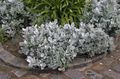 silvery Ornamental Plants Dusty Miller, Silver Ragwort leafy ornamentals, Cineraria-maritima Photo, cultivation and description, characteristics and growing