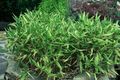 grön Dekorativa Växter Dvärg Vit Rand Bambu, Kamuro-Zasa säd, Pleioblastus Fil, uppodling och beskrivning, egenskaper och odling