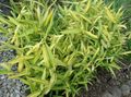 gul Dekorativa Växter Dvärg Vit Rand Bambu, Kamuro-Zasa säd, Pleioblastus Fil, uppodling och beskrivning, egenskaper och odling
