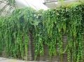 green Ornamental Plants English Ivy, Common Ivy leafy ornamentals, Hedera Photo, cultivation and description, characteristics and growing