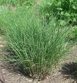 green Ornamental Plants Eulalia, Maiden Grass, Zebra Grass, Chinese Silvergrass cereals, Miscanthus sinensis Photo, cultivation and description, characteristics and growing
