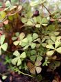 葱绿 观赏植物 欧洲水蕨，水三叶草 水生植物, Marsilea quadrifolia 照, 养殖 和 描述, 特点 和 成长