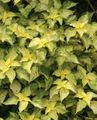 žltá Dekoratívne rastliny Falošná Žihľava, Japonské Boehmeria dekoratívne a listnaté fotografie, pestovanie a popis, vlastnosti a pestovanie