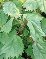 green Ornamental Plants False Nettle, Japanese Boehmeria leafy ornamentals Photo, cultivation and description, characteristics and growing
