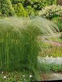 light green Ornamental Plants Feather Grass, Needle grass, Spear grass cereals, Stipa pennata Photo, cultivation and description, characteristics and growing