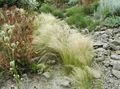 foto Veer Gras, Naald Gras, Speer Gras Granen beschrijving, karakteristieken en groeiend