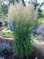 vihreä Koristekasvit Sulka Reed Ruoho, Raidallinen Sulka Reed viljat, Calamagrostis kuva, muokkaus ja tuntomerkit, ominaisuudet ja viljely