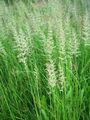 grøn Prydplanter Fjer Reed Græs, Stribet Fjer Reed korn, Calamagrostis Foto, dyrkning og beskrivelse, egenskaber og voksende