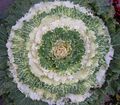 Photo Flowering Cabbage, Ornamental Kale, Collard, Cole  description, characteristics and growing