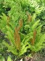 light green Ornamental Plants Flowering fern, Osmunda Photo, cultivation and description, characteristics and growing