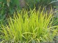 Photo Foxtail grass Cereals description, characteristics and growing