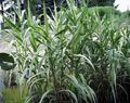 green Ornamental Plants Giant Reed cereals, Arundo Donax Photo, cultivation and description, characteristics and growing